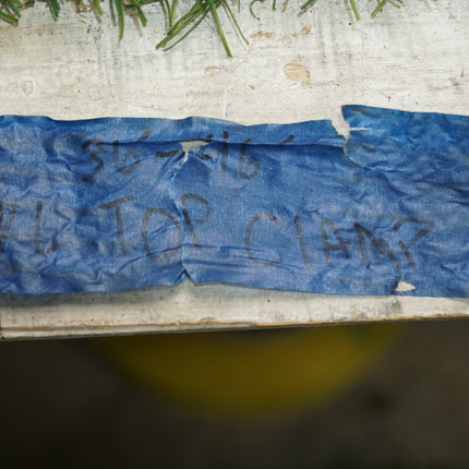 Chopper Springer Front End for Harley Knucklehead Panhead Shovelhead Project